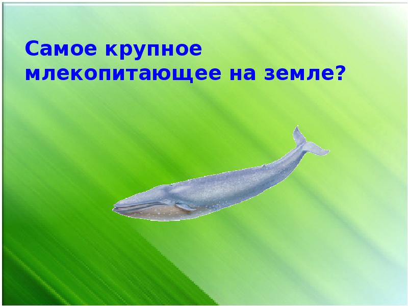 Назовите крупное млекопитающее. Самое крупное млекопитающее на земле. Самое тяжёлое млекопитающее на земле. Самые многочисленные млекопитающие на земле. Млекопитающие на щ.