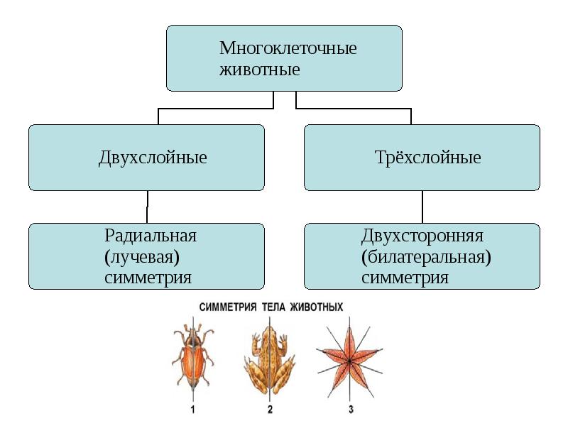 Схема многоклеточные животные