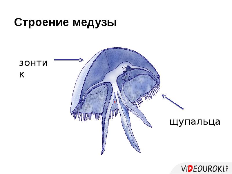 Подпишите обозначенные на рисунке части тела полипа и медузы