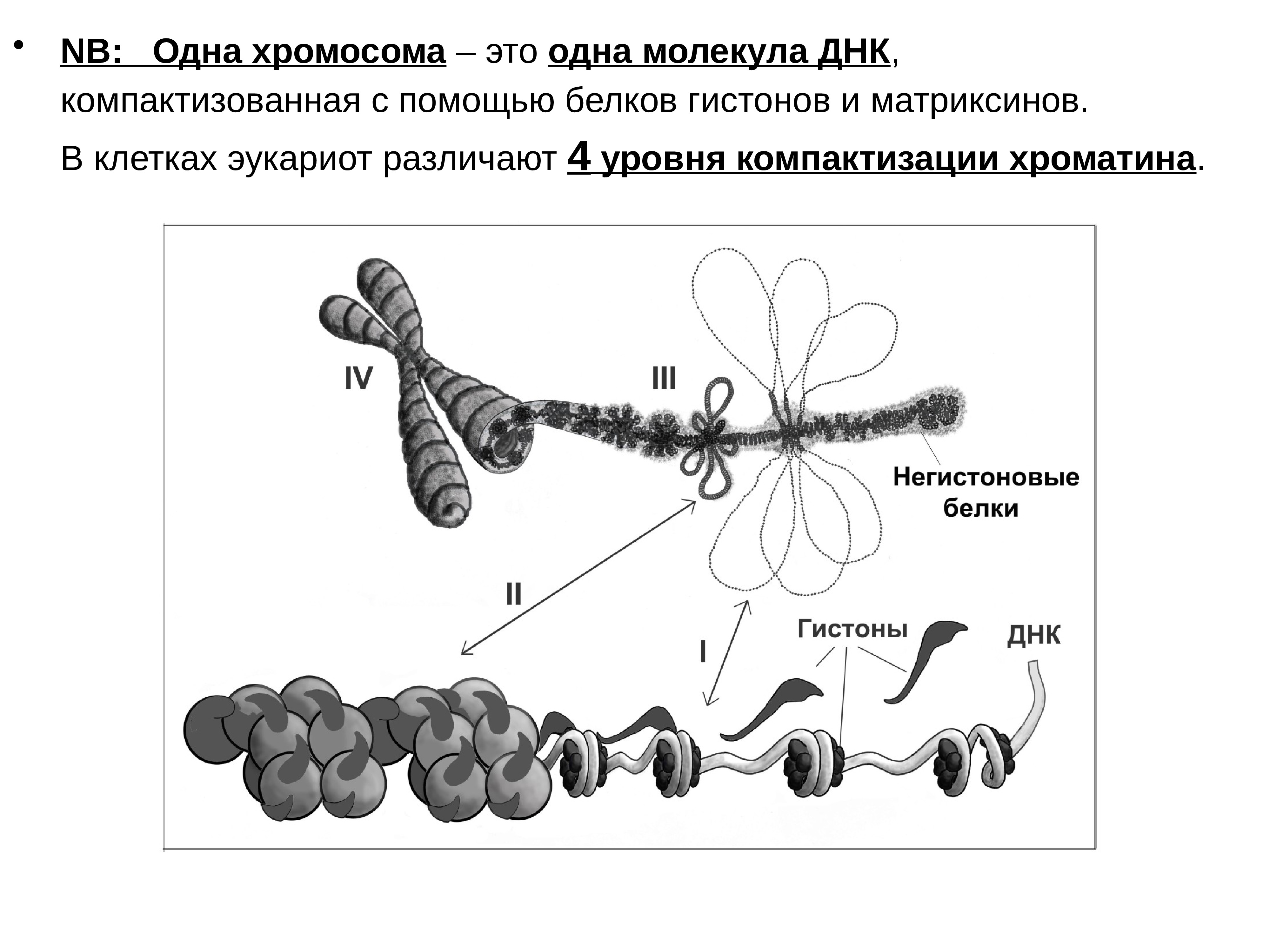 Каким номером на рисунке обозначена молекула. Уровни компактизации хроматина в клетке. Белки гистоны в хромосомах. Уровни компактизации ДНК гистоны. Уровни компактизации ДНК эукариот.