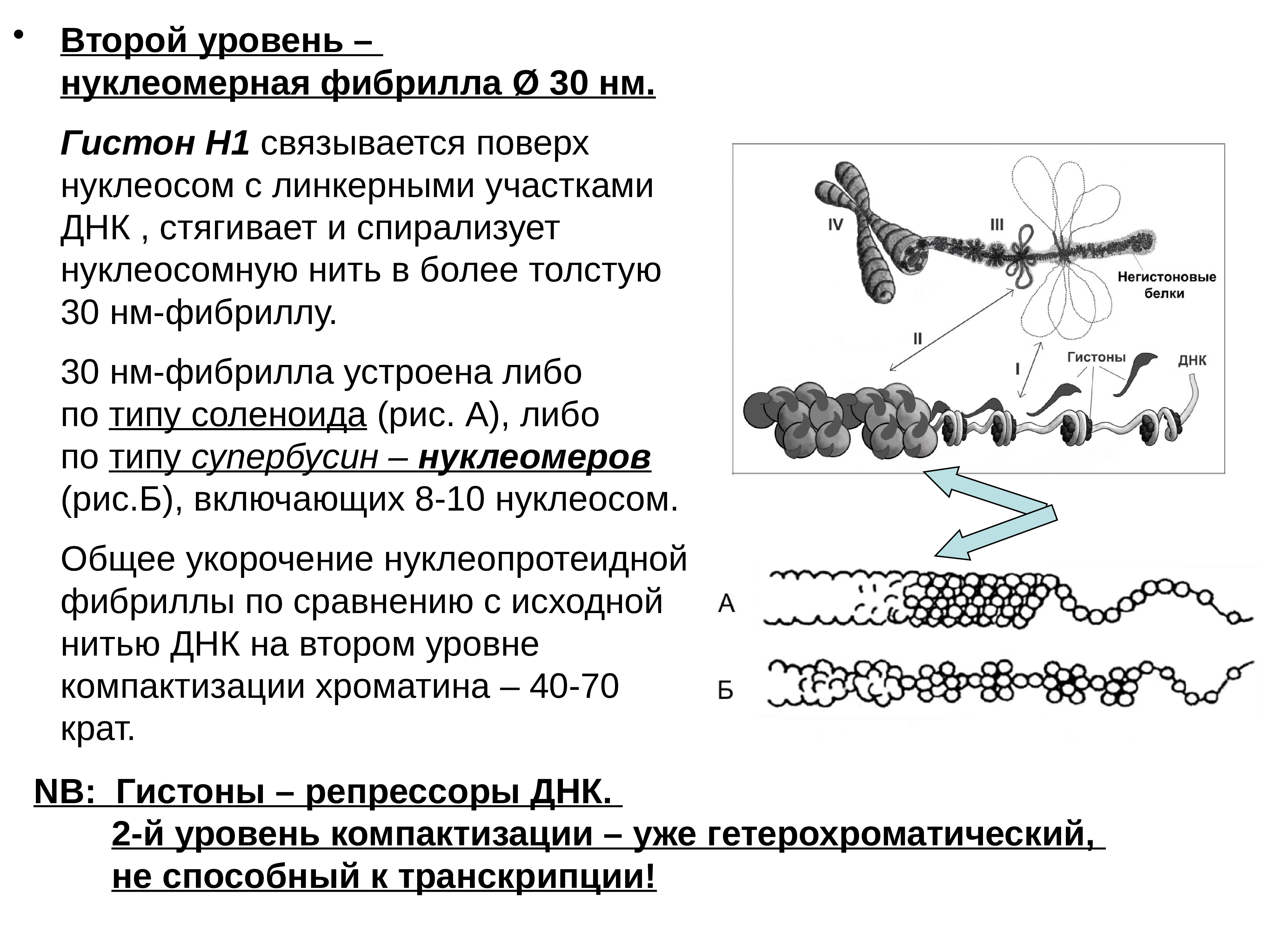 Уровни днк. Нуклеомерная фибрилла это. Нуклеомерный, 30-НМ фибрилла,. Нуклеомерный уровень фибрилла. ДНК гистон н1.