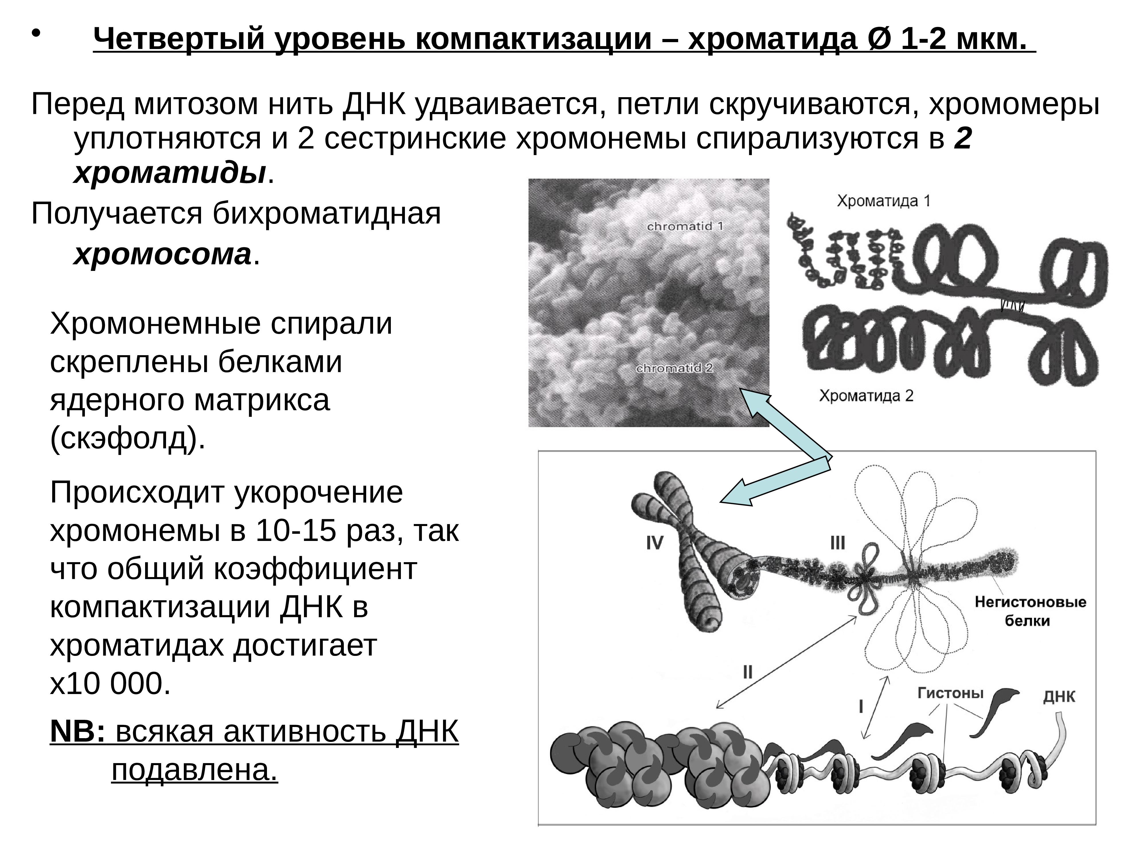 Компактизация днк исчезновение ядерной оболочки. Петлевой уровень компактизации ДНК. Уровни компактизации хроматина таблица. Уровни компактизации ДНК таблица. Уровни компактизации хромосом.