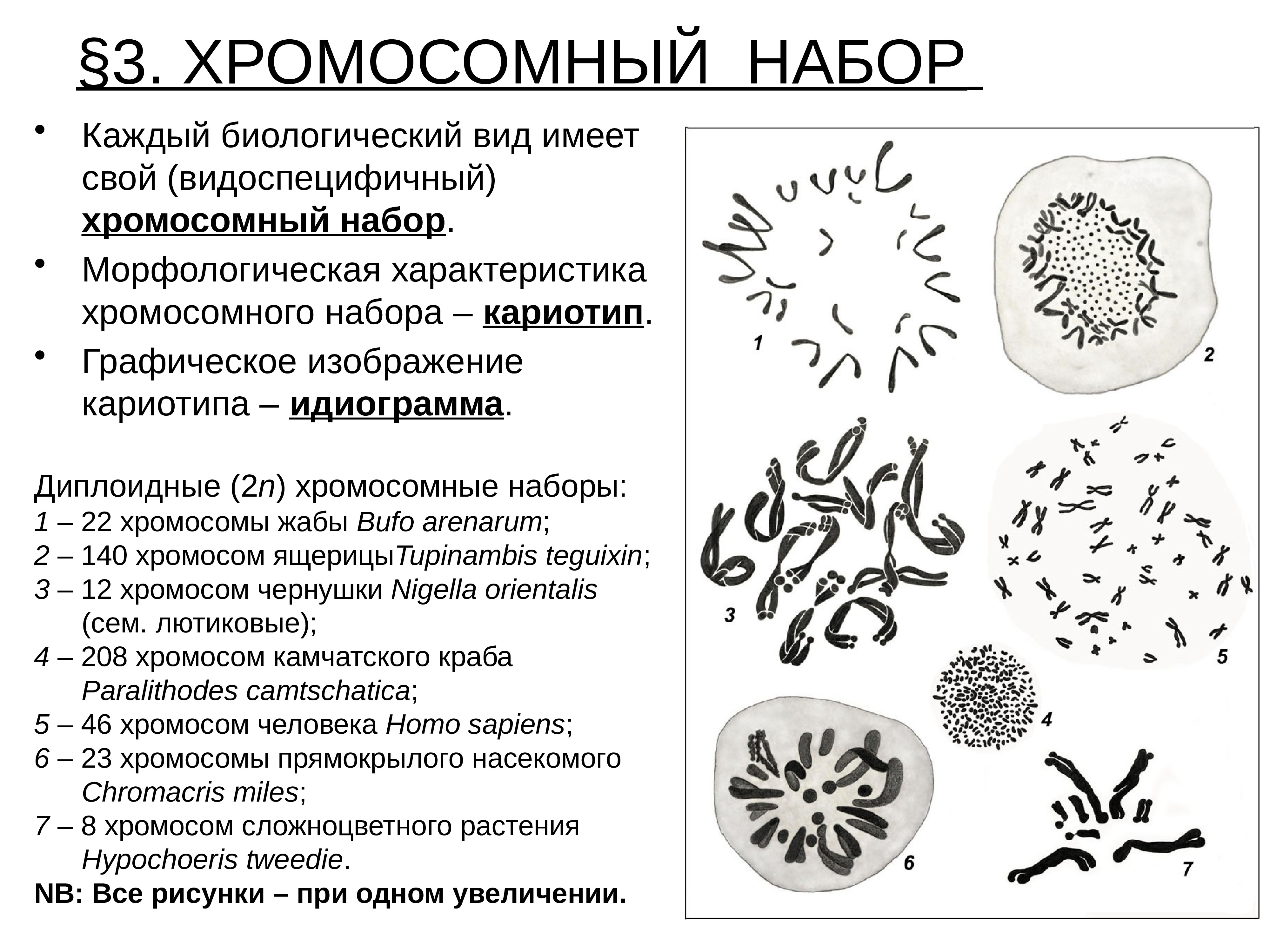 Хромосомы определяют окраску растения. Виды наборов хромосом. Хромосомный. Хромосомные наборы разных видов организмов. Кариотип растений.
