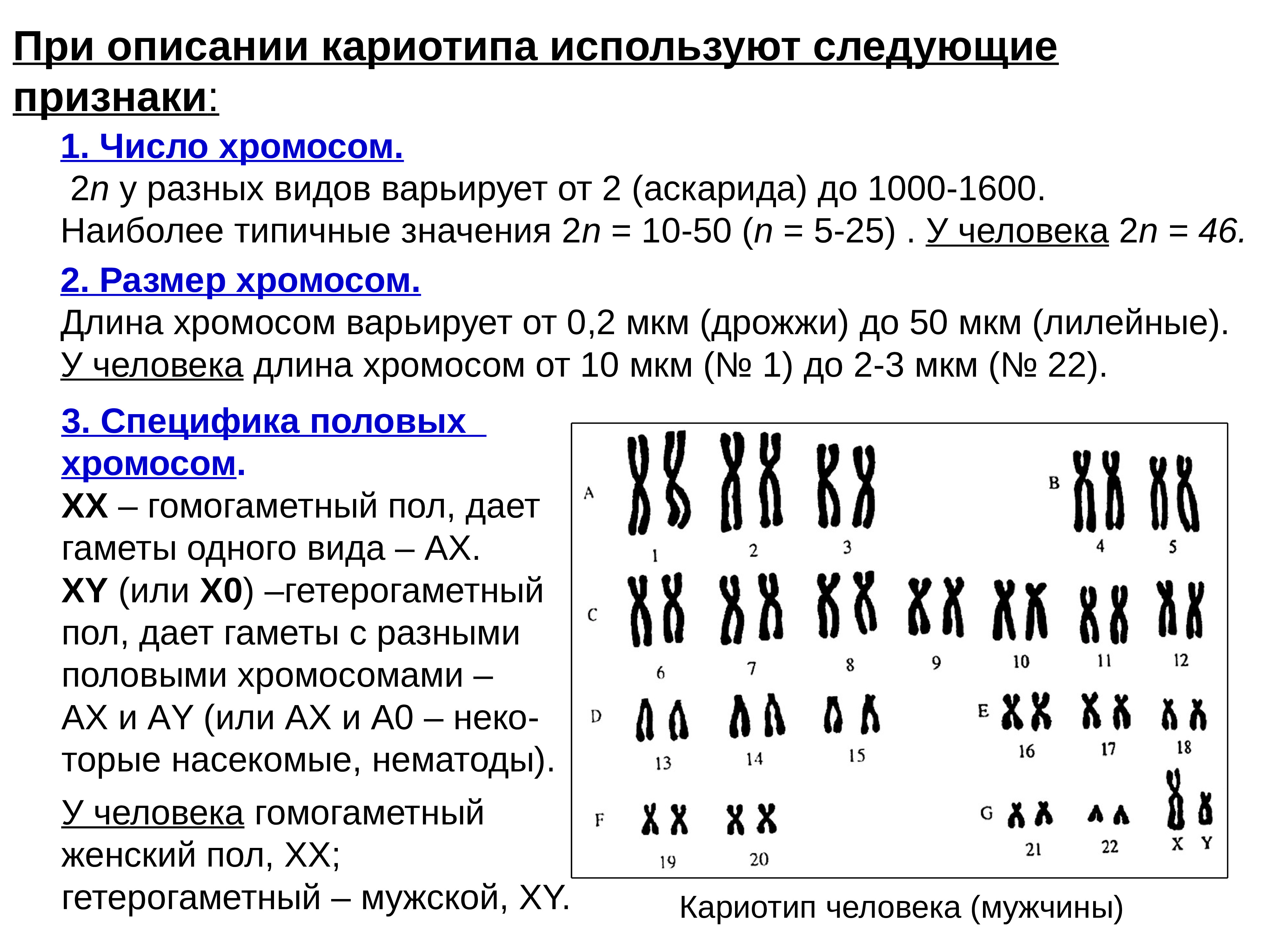 В гаметах человека 23 хромосомы. Формула кариотипа человека в норме. Характеристика кариотипа человека в норме. Кариотип таблица хромосом. Хромосомные формулы кариотипа.
