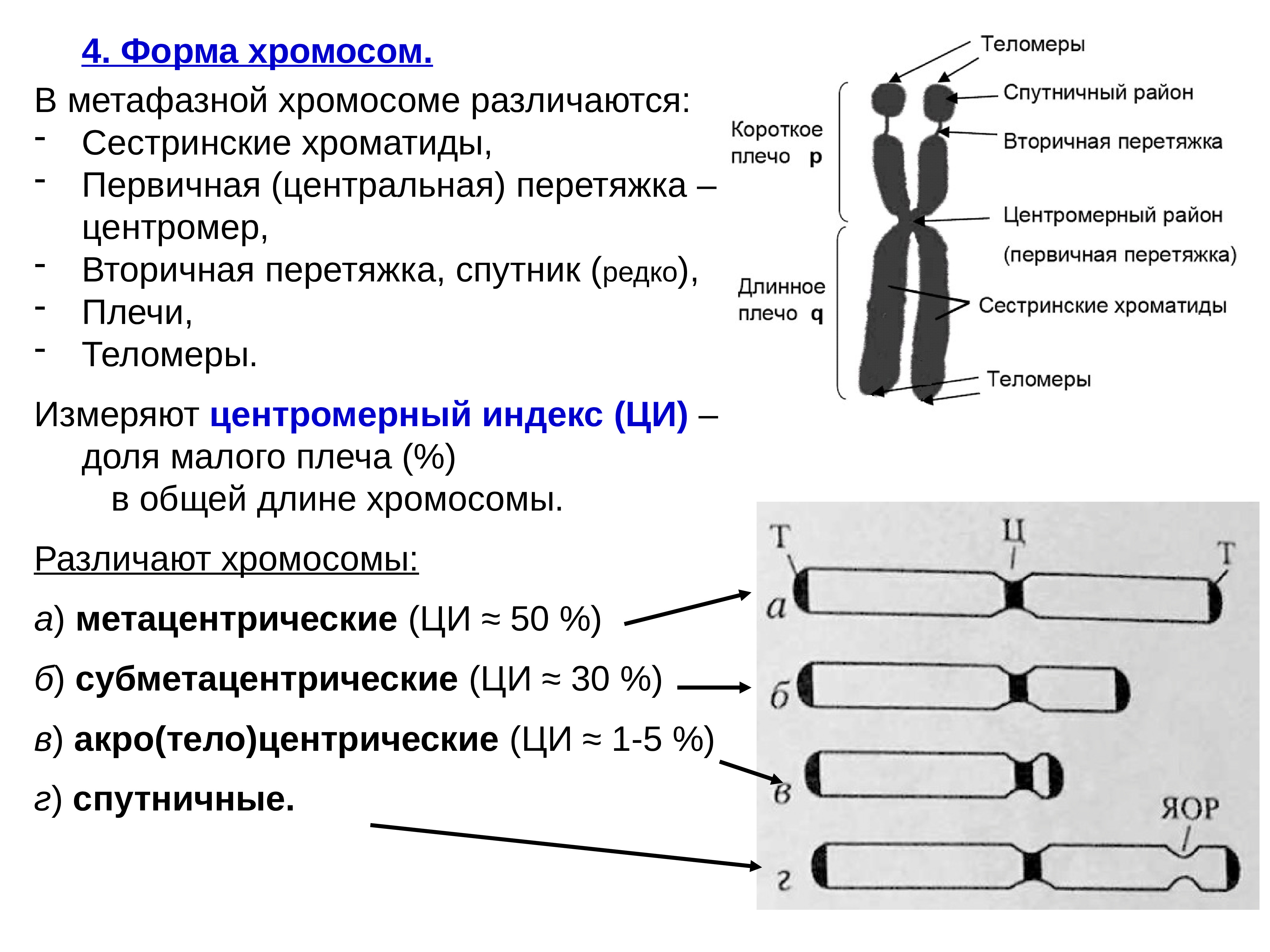Назовите число хромосом. Строение хромосомы первичная перетяжка. Схема строения субметацентрической хромосомы. Строение хромосомы эукариотической клетки. Типы хромосом человека первичная перетяжка.