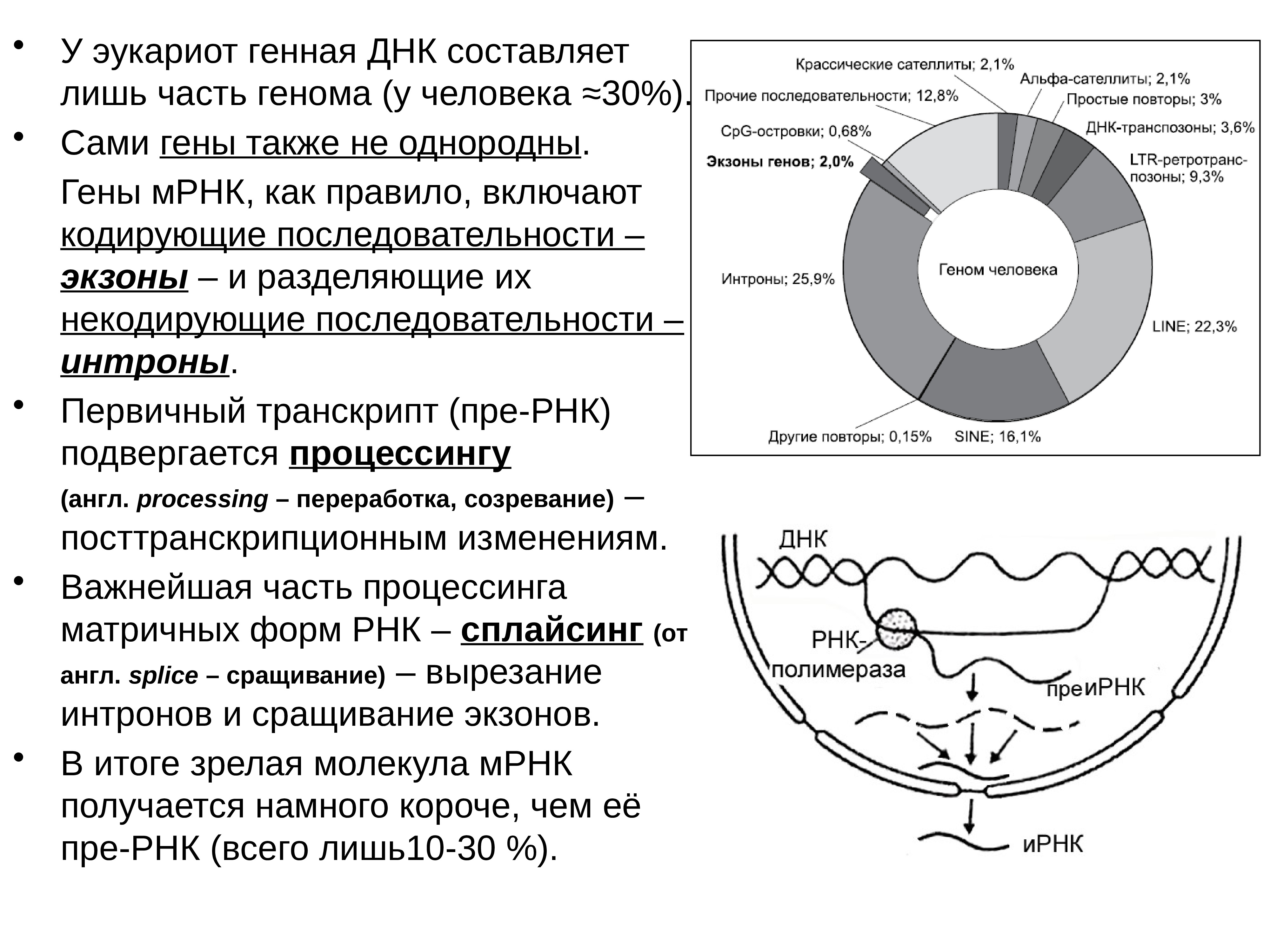 Генетическая составляющая. Генетический аппарат эукариот. Генетический аппарат клетки человека. Повторы генома эукариот. Кодирующие последовательности ДНК интроны.