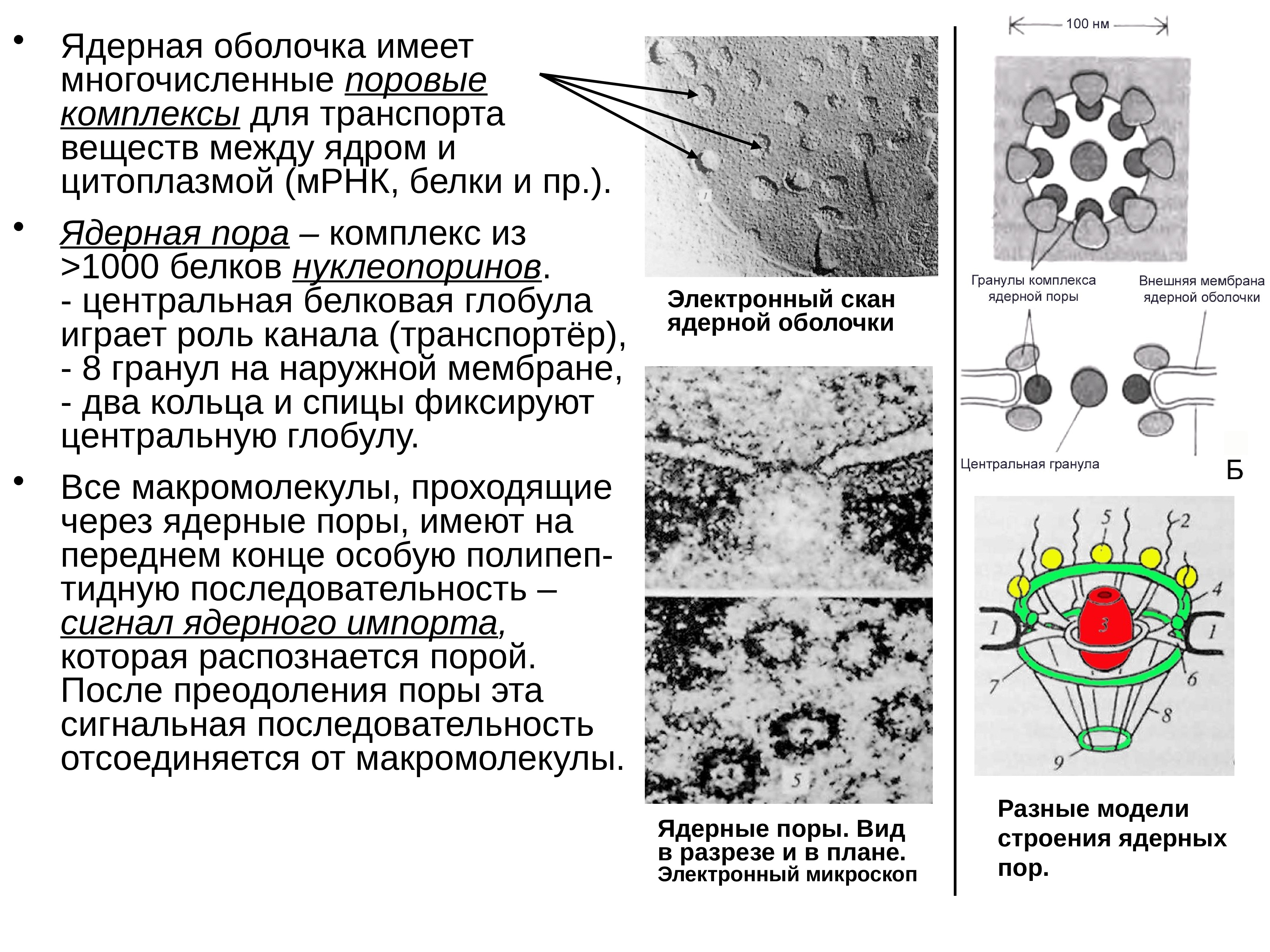 Ядерные поры. Строение ядерного порового комплекса. Комплекс ядерной поры строение. Поровый комплекс ядра клетки. Ядерный поровый комплекс функции.