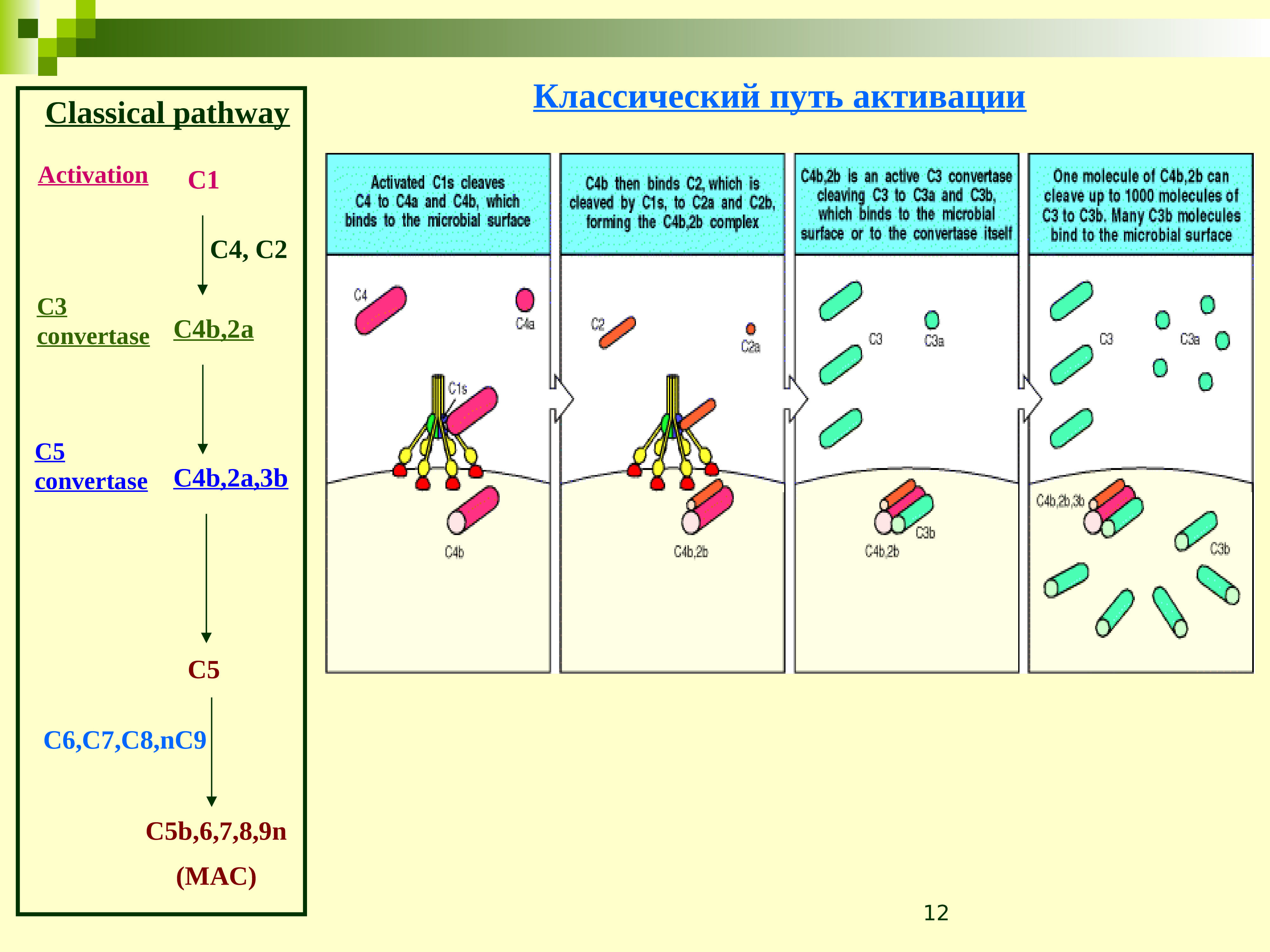 B c 3a. Система комплемента лектиновый путь. Система комплемента иммунология лектиновый путь. Система комплемента c3b. Строение c3 компонент комплемента.