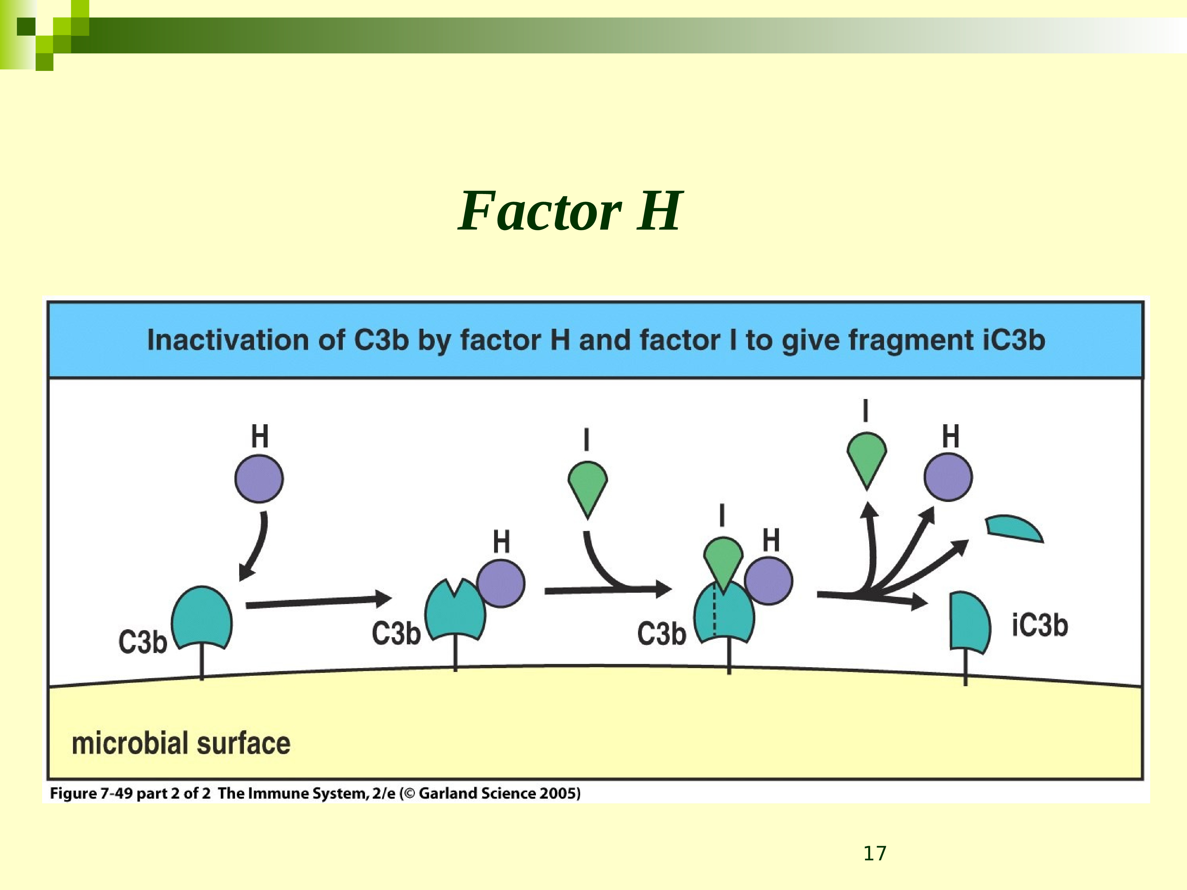 3 н фактор. Фактор h системы комплемента. Комплемент это система белков. Фактор i системы комплемента. Система комплемента рисунок.