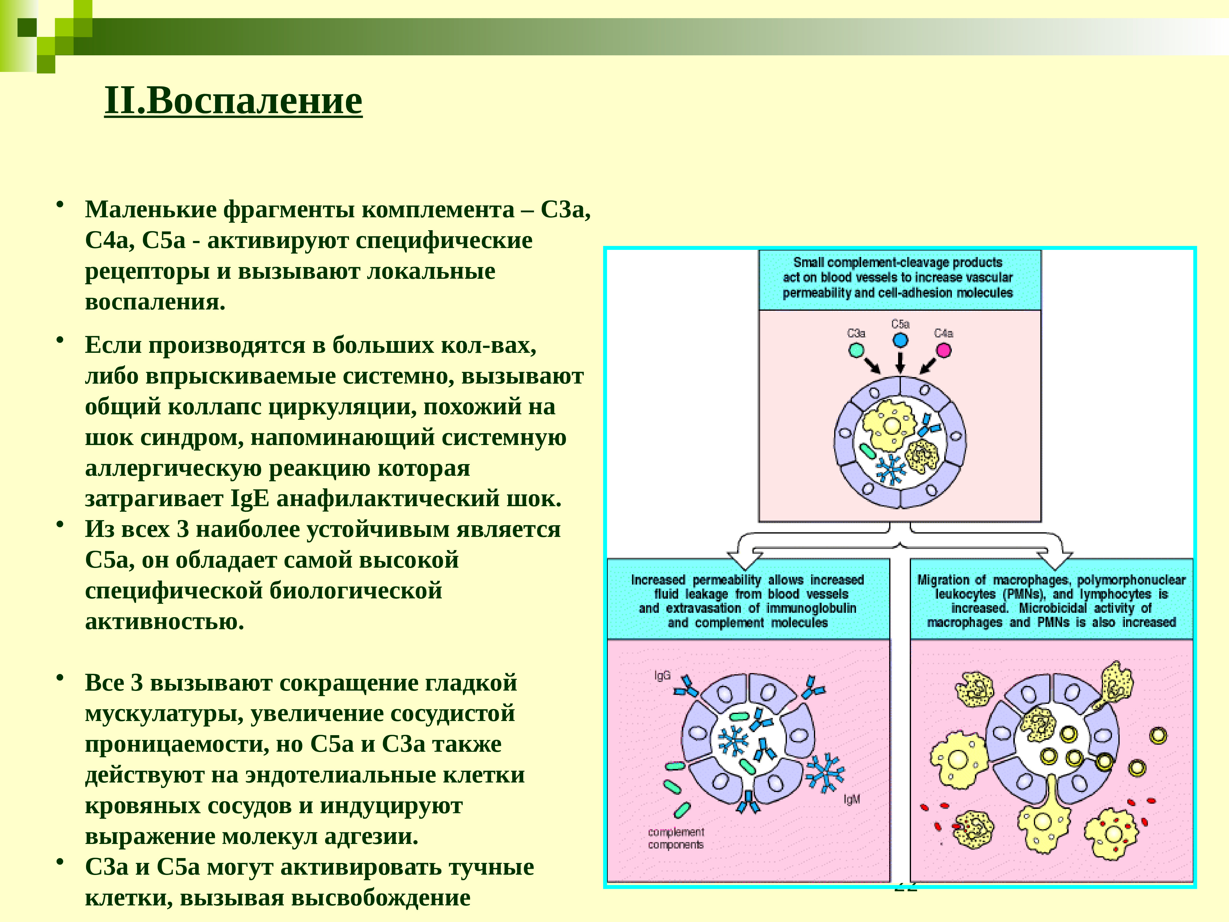 Система комплемента иммунология презентация