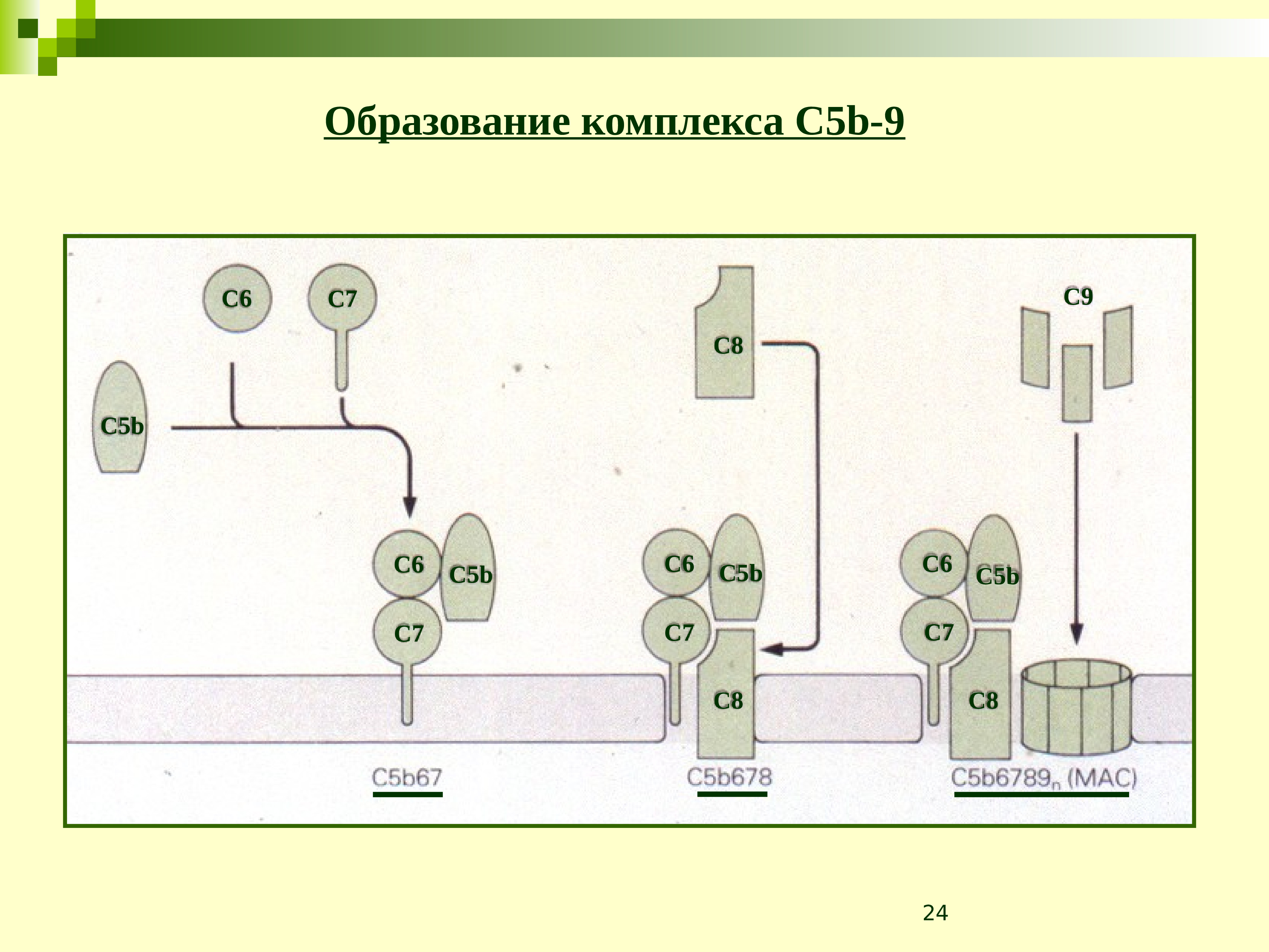 Образование комплексов. Система 2.1. Система 1с. Система 7.1.