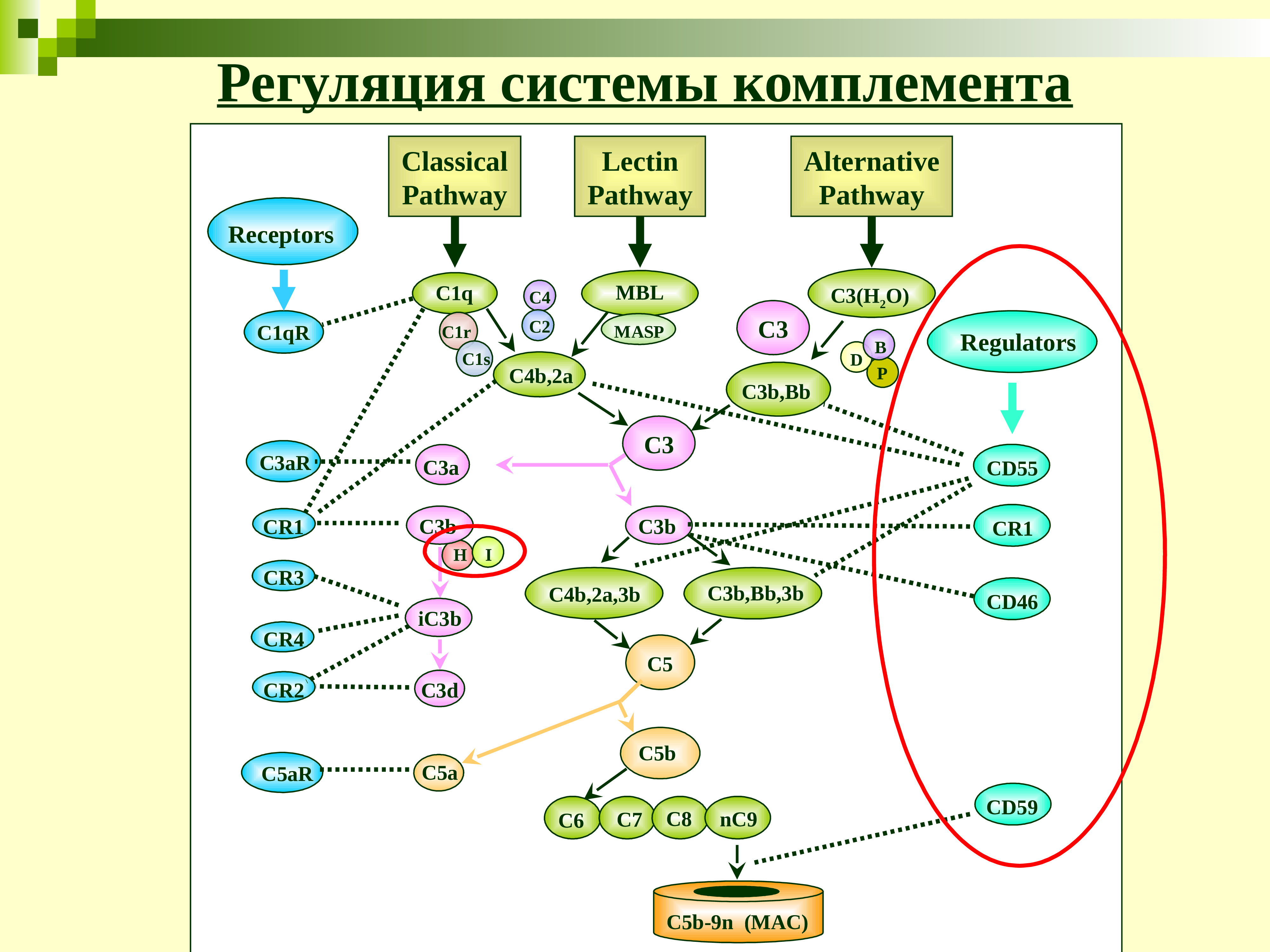 Комплемент как правильно