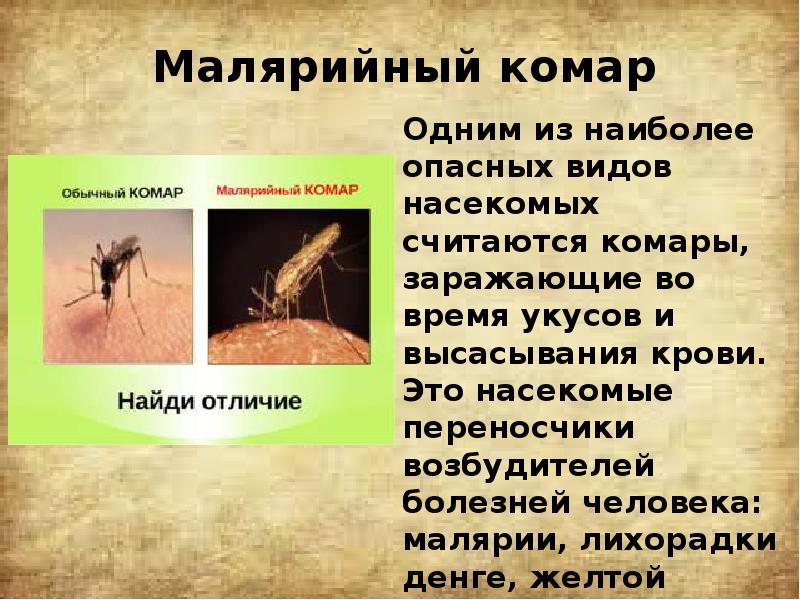 Одним из наиболее опасных видов насекомых считаются комары, заражающие во время