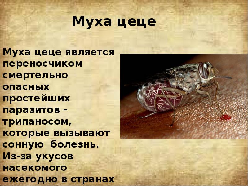 Муха цеце является переносчиком смертельно опасных простейших паразитов – трипаносом, которые
