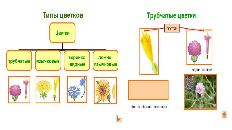 Презентация класс двудольные 6 класс