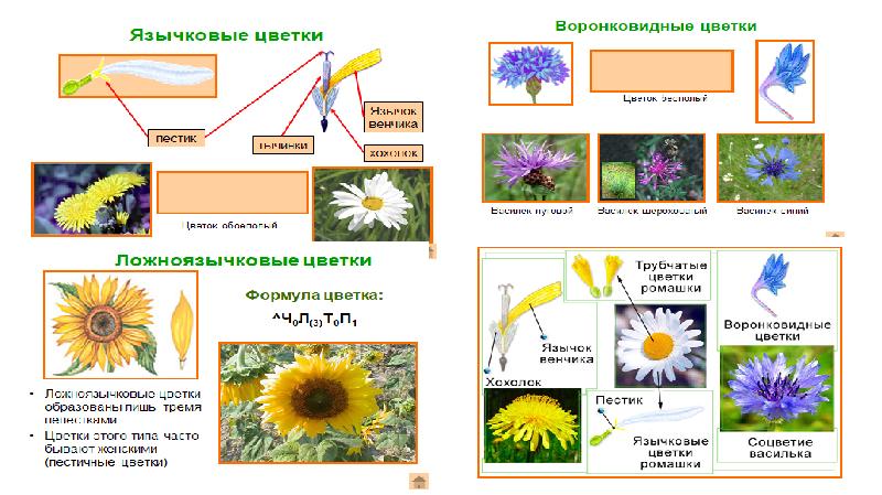 Презентация класс двудольные 6 класс