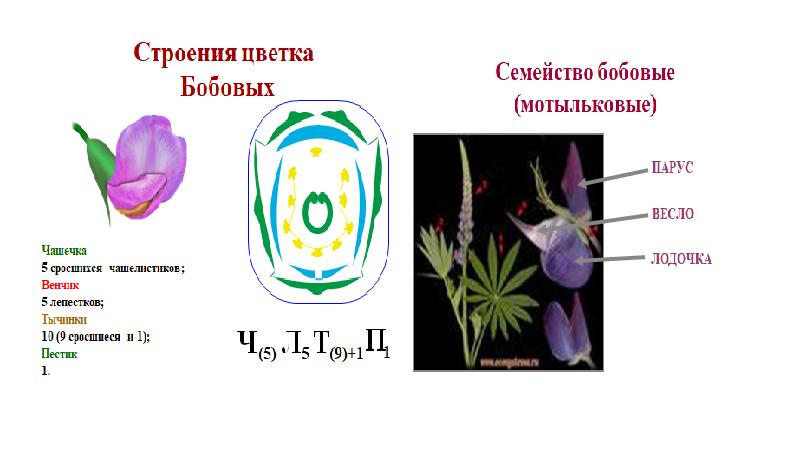 Презентация 6 класс биология семейства класса двудольные