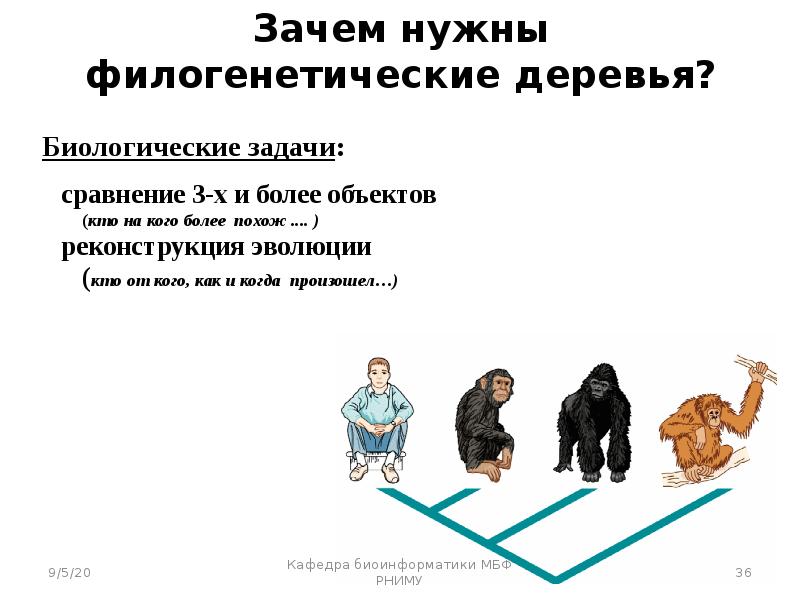 Эволюция презентация