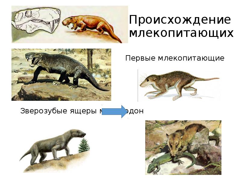 Размножение и развитие млекопитающих годовой жизненный цикл 7 класс презентация пономарева