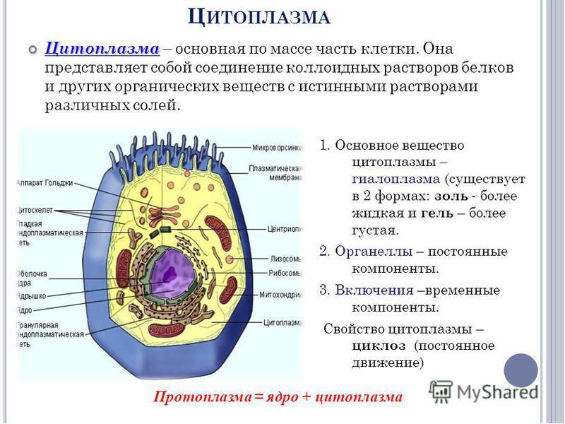 Презентация клетка 10 класс биология