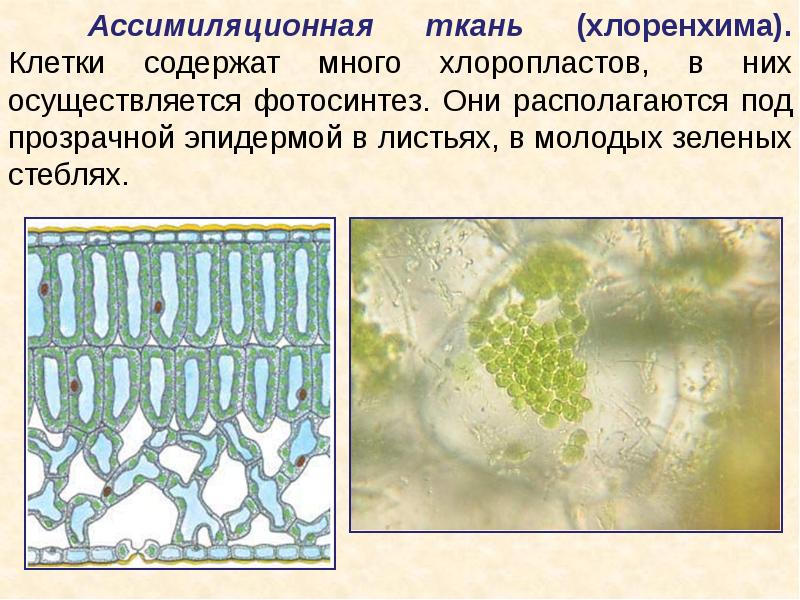 Ассимиляционная ткань фото