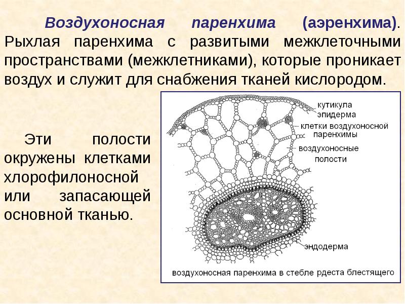 Ассимиляционная ткань схема