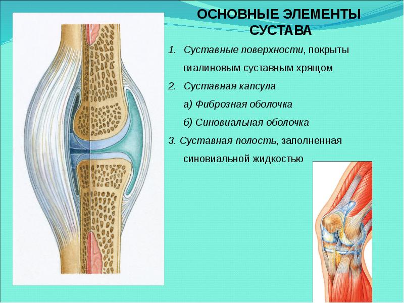 Субхондральный склероз внчс. Строение сустава биология 8 класс. Надкостница коленного сустава. Коленный сустав соединение костей. Субхондральный склероз суставных поверхностей что это такое.