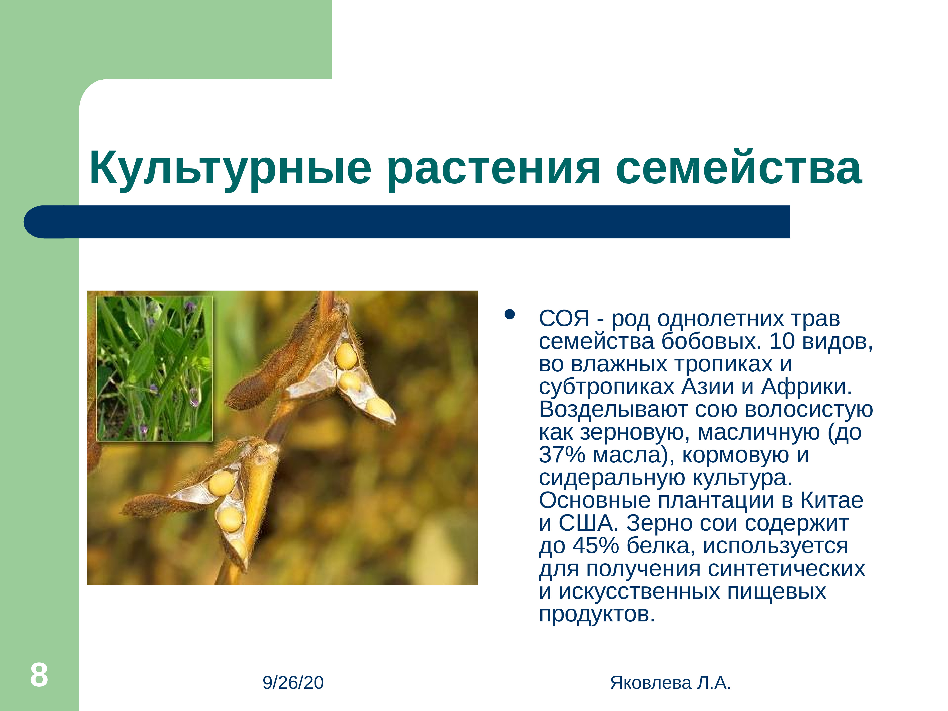 Культурные растения семейства бобовых. Сообщение о культурном растении. Значение бобовых.