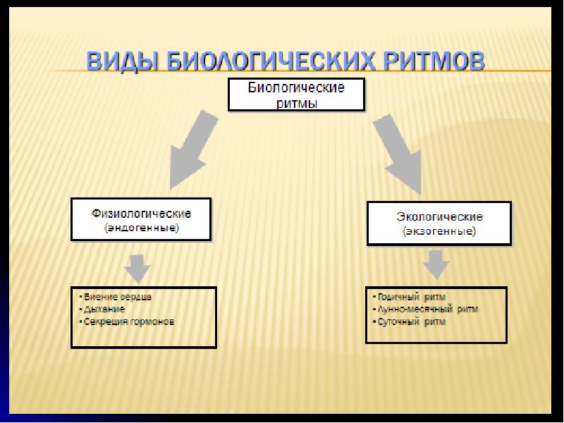 Виды биоритмов человека презентация