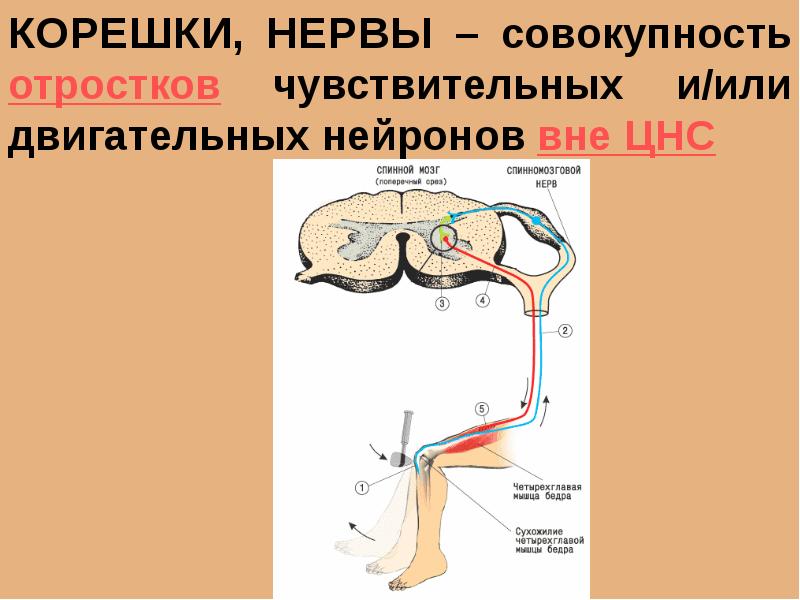 К двигательным нервам относится