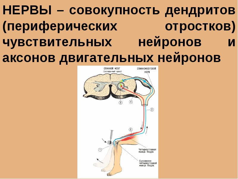 Развитие нерва