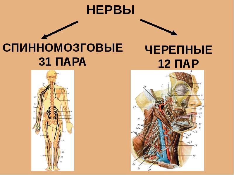 Развитие нерва