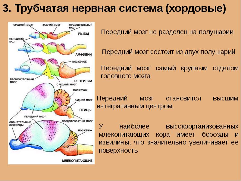 Развитие нерва