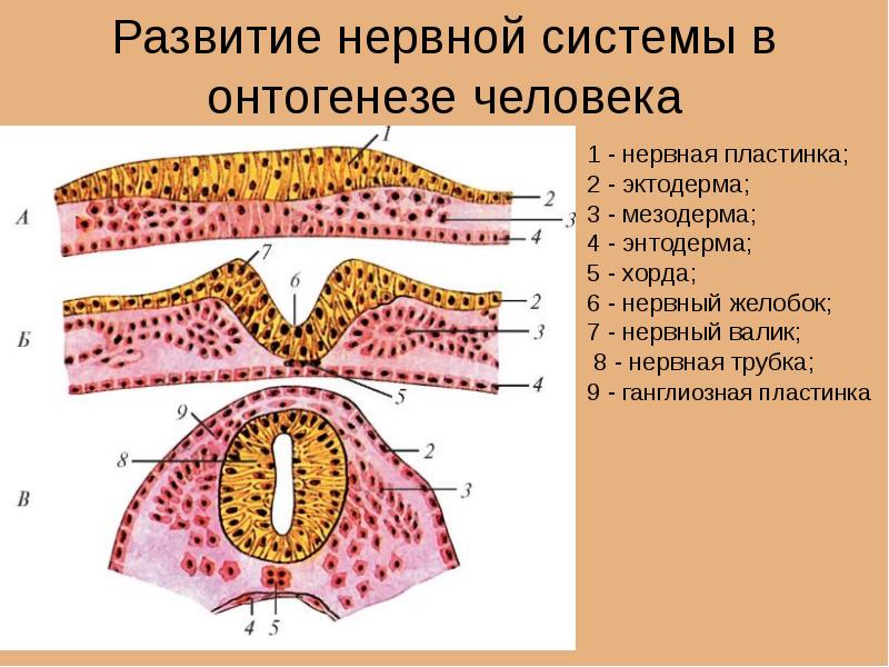 Спинной мозг из эктодермы. Нейруляция гистология. Нервная трубка гистология. ПНС гистология. Нервная пластинка нервный Желобок нервная трубка.