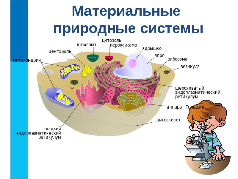 Системы объектов 6 класс презентация