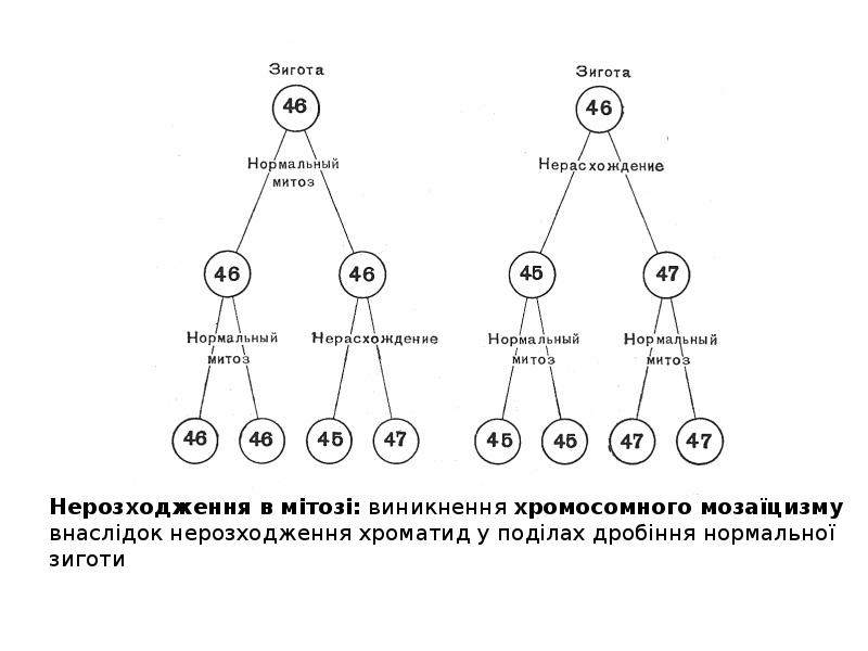 Мозаицизм. Мозаицизм зиготы. Механизм возникновения мозаицизма. Мозаицизм по половым хромосомам. Генетический мозаицизм.