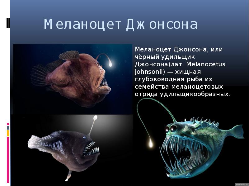 Меланоцет Джонсона