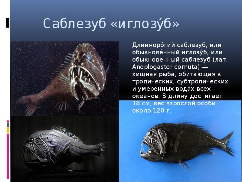 Саблезуб «иглозу́б»