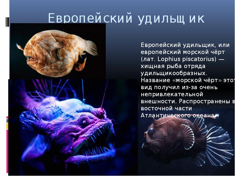 Европейский удильщик