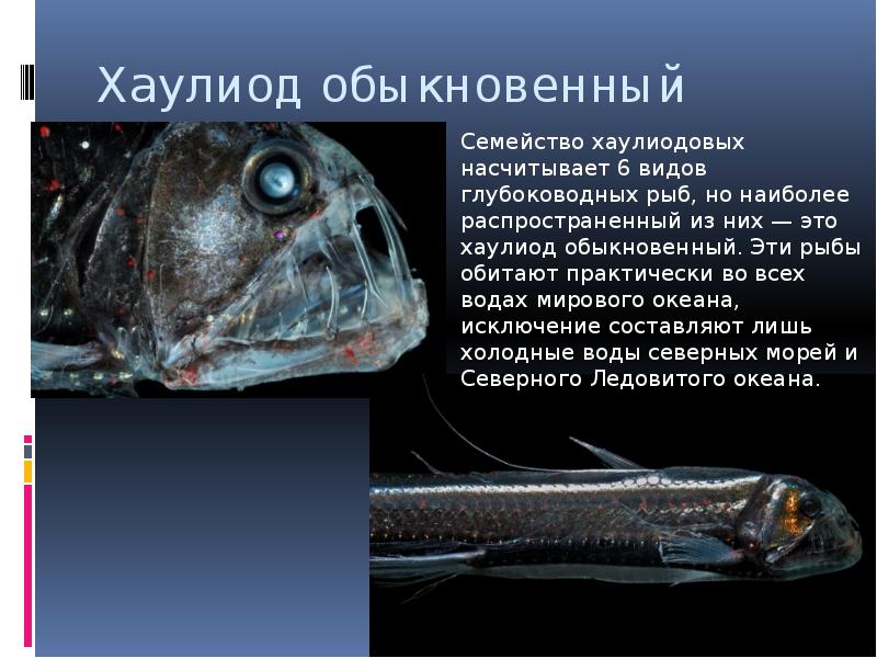 Хаулиод обыкновенный