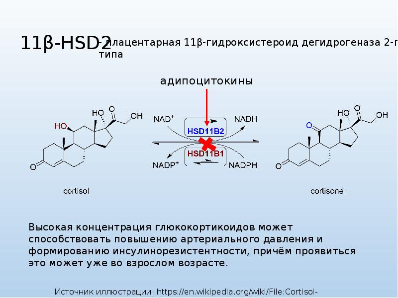 Метаболическое программирование. Кортизон картинки для презентации.