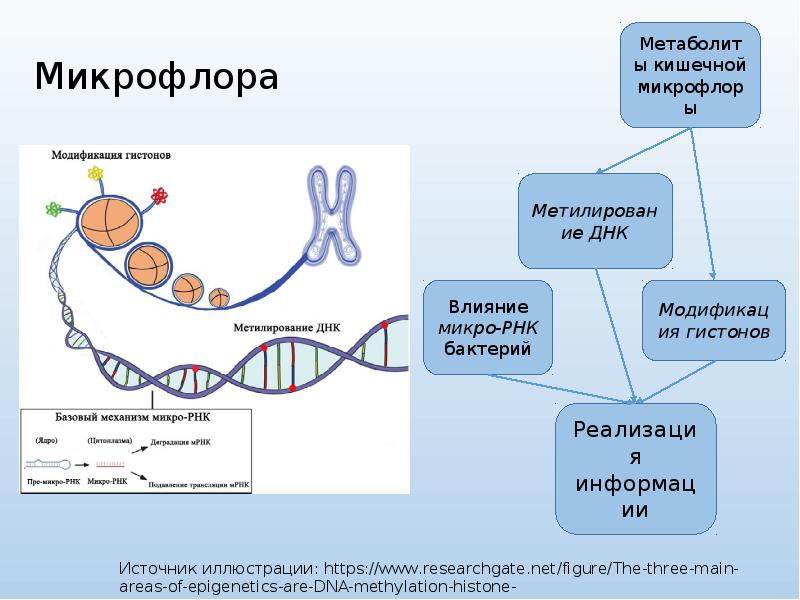 Метаболическая инженерия презентация