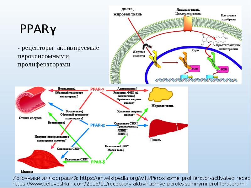 Метаболическая инженерия презентация