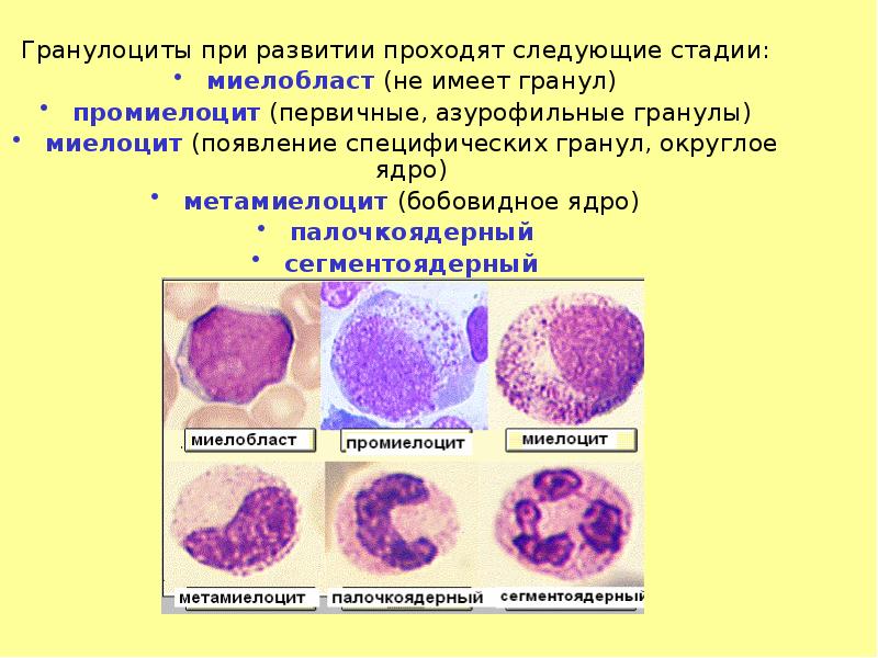 Гранулоциты это