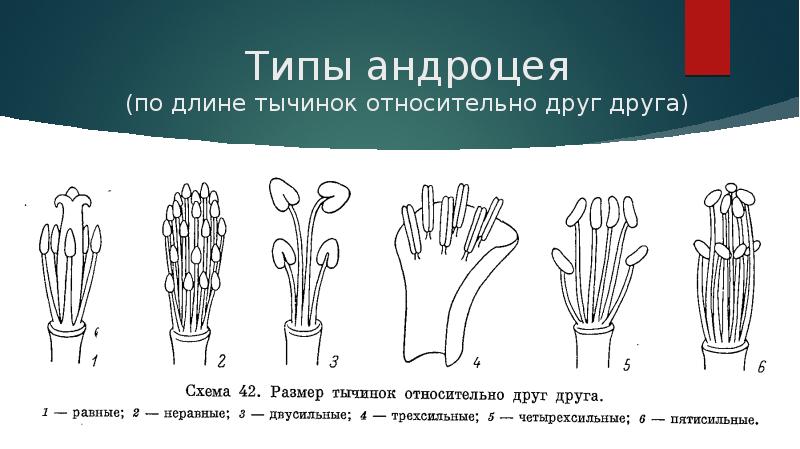 Как называется вид строя изображенный на рисунке