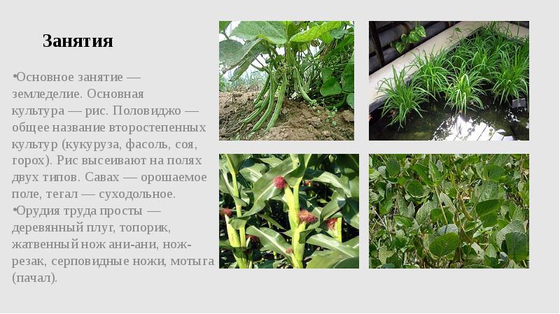 Занятия
Основное занятие — земледелие. Основная культура — рис. Половиджо — общее название Занятия
Основное занятие — земледелие. Основная культура — рис. Половиджо — общее название