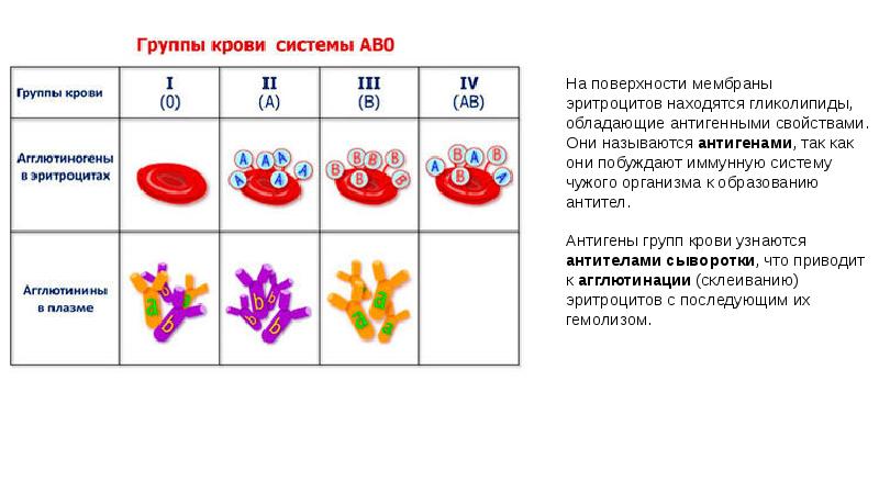 Группа крови презентация 8 класс