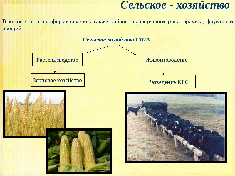 Хозяйство северной америки. Сельское хозяйство США презентация. Сельское хозяйство Америки кратко. Растениеводство США кратко. Сельское хозяйство США кратко.