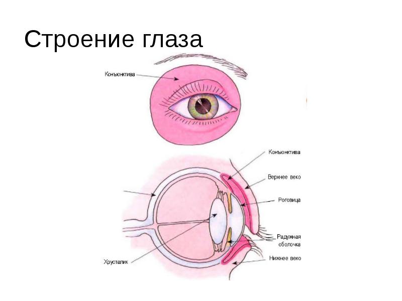 Конъюнктива. Конъюнктива склеры строение. Строение глаза конъюнктива роговица. Конъюнктива строение и функции. Конъюнктива глазного яблока анатомия.