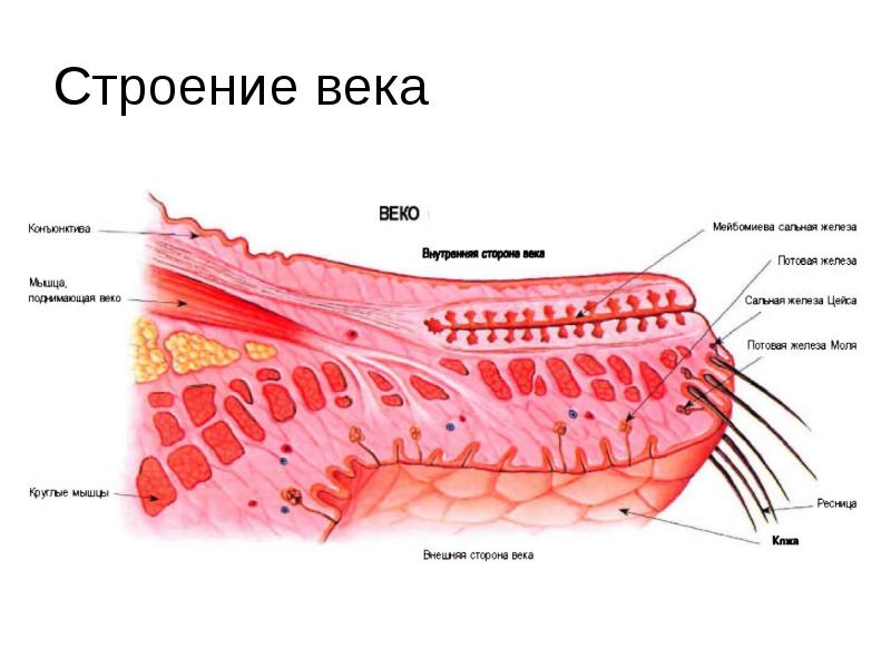 Веко строение века. Мейбомиевы железы строение. Мейбомиевы железы глаза. Мейбомиевые железы схема.